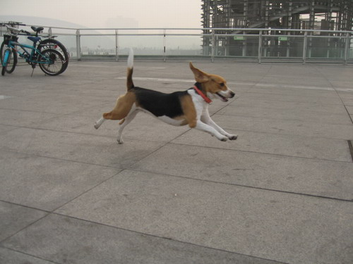fly