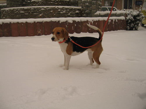 heavy snow
