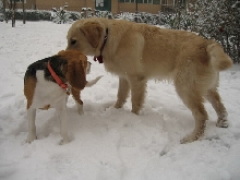 meet a friend