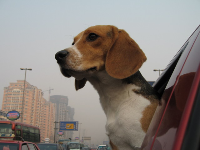 On her way home