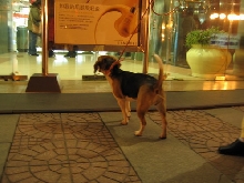 a curious beagle