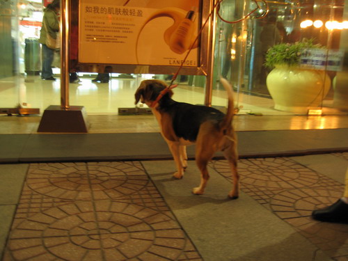 a curious beagle
