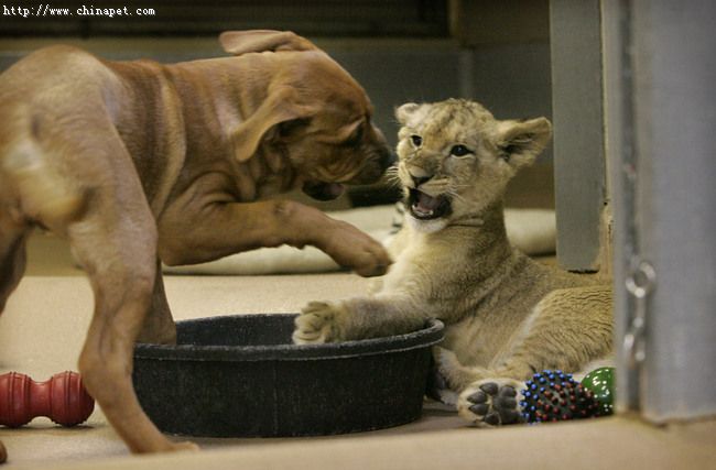 play with a lion