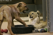 play with a lion 2