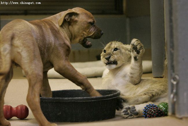 play with a lion 2