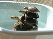 pelusios the three families :)
