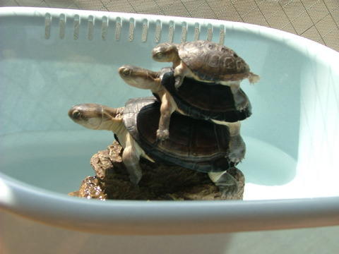pelusios the three families :)