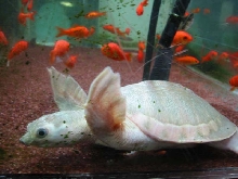 pig nose turtles calico