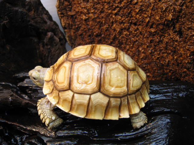 my sulcata maro