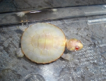 my albino emydura subglosa
