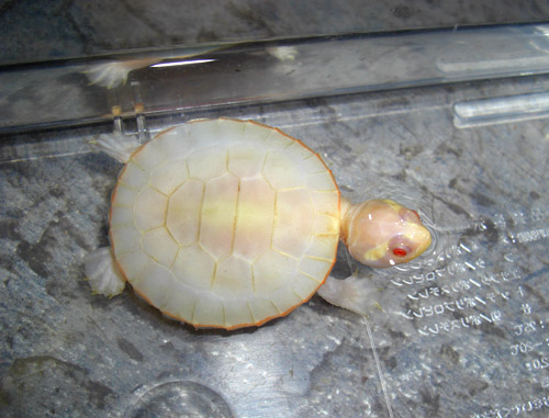 my albino emydura subglosa