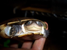 pelumedusa subrufa