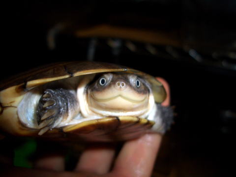 pelumedusa subrufa