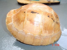 My Tibo coura galbinifrons hypomelanistic 18 cm