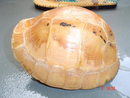 My Tibo coura galbinifrons hypomelanistic 18 cm