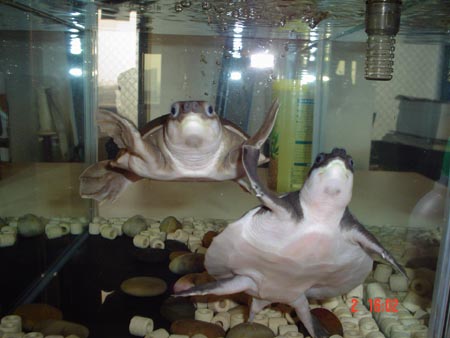 my pig nose turtles