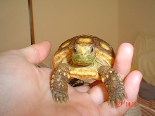 flobby gopher polyphemus
