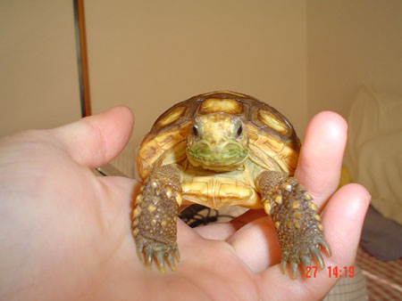 flobby gopher polyphemus