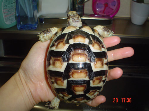 my testudo marginata