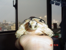 marginata