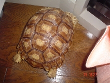 mocha sleeping