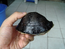dome dome have high dome shell