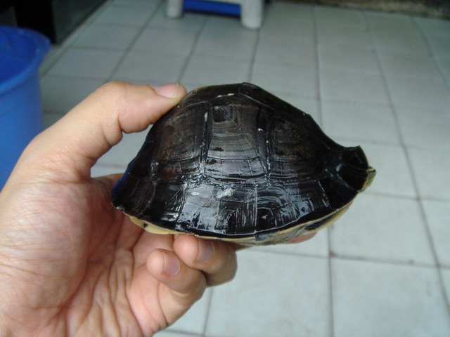 dome dome have high dome shell