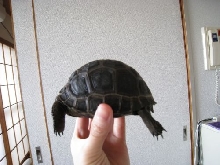 my baby aldabra