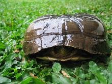 coura ambonensis with flat shell