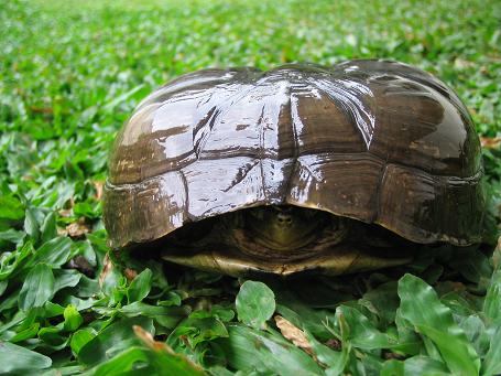 coura ambonensis with flat shell