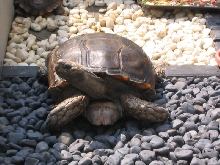 my big manouria emys emys 60cm