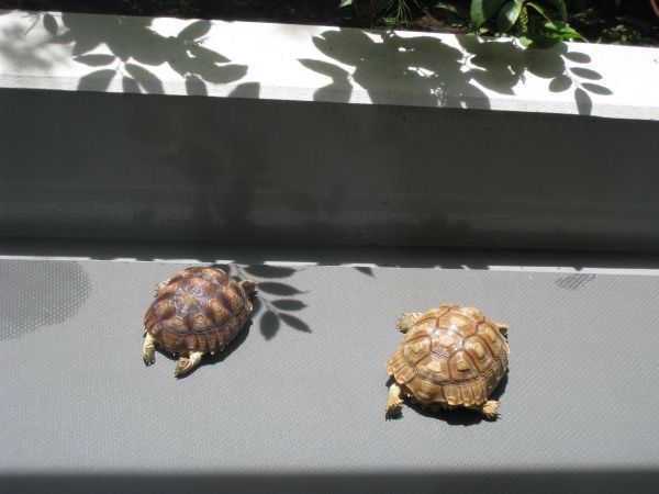 my sulcata sun bathing