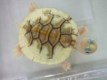 my paradox red ear slider