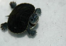my all black red ear slider
