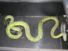 green mamba in transfer box