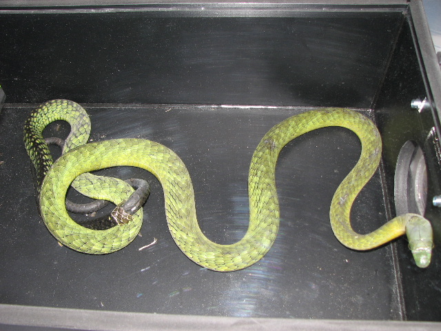 green mamba in transfer box