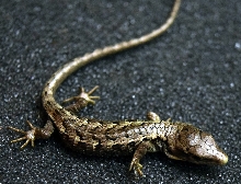 Baby Mexican Alligator Lizard