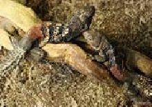 Ctenosaura Defensor