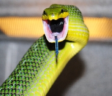 Red Tail Green Rat Snake