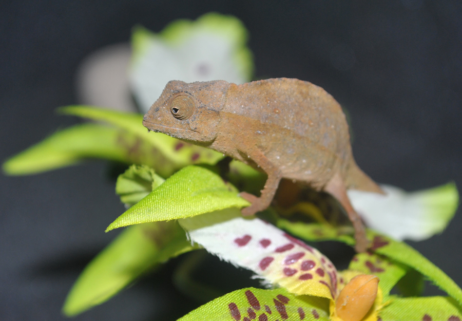 Pygmy Chameleon