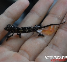 Baby Jackson Chameleon