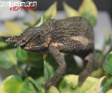 DWARF FISCHERâ€™S CHAMELEON