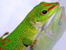 Granis Day Gecko