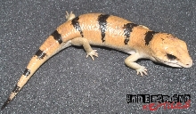 PETERâ€™S BANDED SKINK