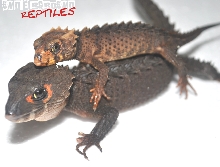 Red Eye Piggy-Back