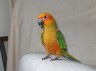 Yoshi!