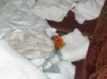 Yoshi Napping..