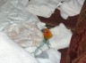 Yoshi Napping..