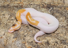 Paradox Albino Pied