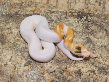 Paradox Albino Pied pic 2